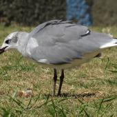 Laughing gull. Immature with food scraps. Opotiki Wharf, January 2017. Image &copy; Scott Brooks (ourspot) by Scott Brooks