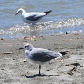 Laughing gull. Immature, with adult red-billed gull behind. Waiotahi River estuary, December 2016. Image &copy; David Riddell by David Riddell