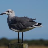 Laughing gull. Second-year bird (immature) - first New Zealand record. Opotiki Wharf, January 2017. Image &copy; Thomas Musson by Thomas Musson