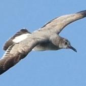 Laughing gull. Immature in flight (first record from Palau). Palau, February 2016. Image &copy; Glenn McKinlay by Glenn McKinlay