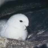 Snow petrel. Adult on nest. Hop Island, Prydz Bay, Antarctica, January 1990. Image &copy; Colin Miskelly by Colin Miskelly