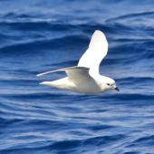 Snow petrel. Side view of adult in flight. Between South Shetland Islands and Antarctica, December 2015. Image &copy; Cyril Vathelet by Cyril Vathelet