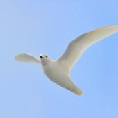 Snow petrel. View from underneath of adult in flight. Between South Shetland Islands and Antarctica, December 2015. Image &copy; Cyril Vathelet by Cyril Vathelet
