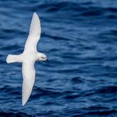 Snow petrel. Adult in flight, dorsal view. Ross Sea, Antarctica, January 2018. Image &copy; Mark Lethlean by Mark Lethlean