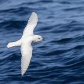 Snow petrel. Adult in flight, dorsal view. Southern Ocean, January 2018. Image &copy; Mark Lethlean by Mark Lethlean