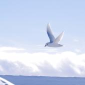 Snow petrel. Adult. Gould Bay, Weddell Sea, November 2014. Image &copy; Colin Miskelly by Colin Miskelly