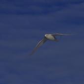 Snow petrel. Adult. Gould Bay, Weddell Sea, December 2014. Image &copy; Colin Miskelly by Colin Miskelly