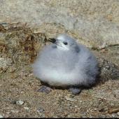 Snow petrel. Large chick. Hop Island, Prydz Bay, Antarctica, February 1990. Image &copy; Colin Miskelly by Colin Miskelly