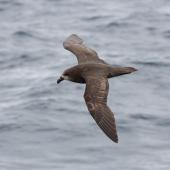 Grey-faced petrel. In flight, dorsal. Off Wollongong, New South Wales, Australia, December 2006. Image &copy; Brook Whylie by Brook Whylie http://www.sossa-international.org