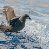 Grey-faced petrel | Ōi. Adult on water. Off-shore, Lord Howe Island, February 2017. Image &copy; Mark Lethlean by Mark Lethlean