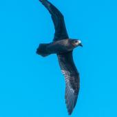 Grey-faced petrel. In flight, ventral view. Three Kings pelagic, March 2019. Image &copy; Les Feasey by Les Feasey
