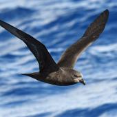 Grey-faced petrel. Adult in flight. South of the Kermadec Islands, April 2021. Image &copy; Scott Brooks (ourspot) by Scott Brooks