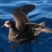 Grey-faced petrel | Ōi. Adult with wings raised. Tutukaka Pelagic out past Poor Knights Islands, October 2020. Image &copy; Scott Brooks (ourspot) by Scott Brooks