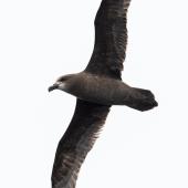 Grey-faced petrel | Ōi. Adult in flight, ventral. The Petrel Station pelagic offshore from Tutukaka, November 2023. Image &copy; Scott Brooks, www.thepetrelstation.nz by Scott Brooks