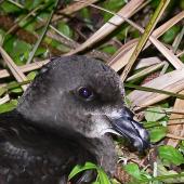 Grey-faced petrel. Close view of adult head. Rapanui petrel colony, May 2011. Image &copy; Peter Frost by Peter Frost