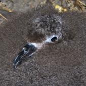 Grey-faced petrel. Close view of chick. Mount Maunganui, October 2010. Image &copy; Raewyn Adams by Raewyn Adams