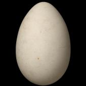 Grey-faced petrel. Egg 71.4 x 47.1 mm (NMNZ OR.006853, collected by Captain John Bollons). Cuvier Island, July 1902. Image &copy; Te Papa by Jean-Claude Stahl
