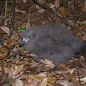 Grey-faced petrel | Ōi. Chick. Taranga / Hen Island, December 2010. Image &copy; Colin Miskelly by Colin Miskelly