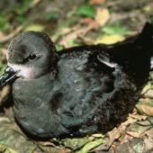 Grey-faced petrel. Adult on ground. Double Island, Mercury Islands. Image &copy; Department of Conservation (image ref: 10038588) by Graeme Taylor, Department of Conservation  Courtesy of Department of Conservation