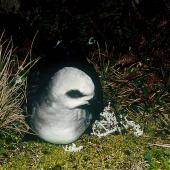 White-headed petrel. Front view of adult at breeding colony. Antipodes Island, October 1990. Image &copy; Colin Miskelly by Colin Miskelly