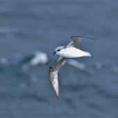 White-headed petrel. Ventral view of bird in flight. Halfway between Easter Island and Chile, November 2017. Image &copy; Cyril Vathelet by Cyril Vathelet