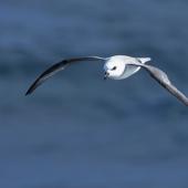 White-headed petrel. Front view of bird in flight. Halfway between Easter Island and Chile, November 2017. Image &copy; Cyril Vathelet by Cyril Vathelet