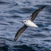 White-headed petrel. Adult in flight, ventral view. Off-shore Auckland Islands, January 2018. Image &copy; Mark Lethlean by Mark Lethlean