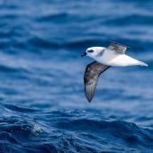 White-headed petrel. Adult in flight, ventral view. Off-shore Auckland Islands, January 2018. Image &copy; Mark Lethlean by Mark Lethlean