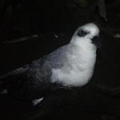 White-headed petrel. Adult at breeding colony. Ewing Island, Auckland Islands, January 2018. Image &copy; Colin Miskelly by Colin Miskelly