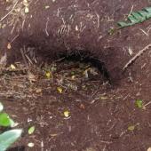 White-headed petrel. Burrow entrance. Friday Island, Auckland Islands, January 2018. Image &copy; Colin Miskelly by Colin Miskelly