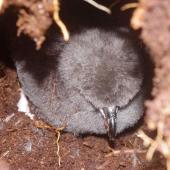 White-headed petrel. Chick. Disappointment Island, Auckland Islands, January 2018. Image &copy; Colin Miskelly by Colin Miskelly