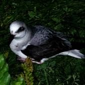 White-headed petrel. Adult at breeding colony. Ile Mayes, Iles Kerguelen, January 2016. Image &copy; Colin Miskelly by Colin Miskelly