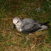 White-headed petrel. View down onto adult in breeding colony. Enderby Island,  Auckland Islands, December 2005. Image &copy; Andrew Maloney by Andrew Maloney
