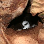 White-headed petrel. Adult on nest in burrow under rata forest. Enderby Island,  Auckland Islands, December 2006. Image &copy; Andrew Maloney by Andrew Maloney