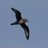 Providence petrel. Adult in flight. At sea off Wollongong, New South Wales, Australia, April 2009. Image &copy; Brook Whylie by Brook Whylie http://www.sossa-international.org