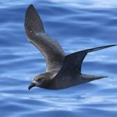 Providence petrel. Adult in flight. At sea on route to Kermadec Islands, March 2021. Image &copy; Scott Brooks, www.thepetrelstation.nz by Scott Brooks