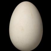 Chatham Island taiko | Tāiko. Egg 65.6 x 44.3 mm (NMNZ OR.029870, collected by Graeme Taylor). Tuku Nature Reserve, Chatham Island, March 2014. Image &copy; Te Papa by Jean-Claude Stahl