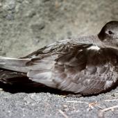 Kermadec petrel | Pia koia. Dark morph adult on nest. Macauley Island, Kermadec Islands, December 1988. Image &copy; Graeme Taylor by Graeme Taylor