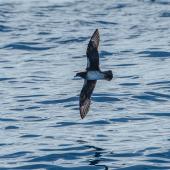 Kermadec petrel | Pia koia. Adult (intermediate morph) in flight, ventral. at sea of North Cape, March 2015. Image &copy; Les Feasey by Les Feasey