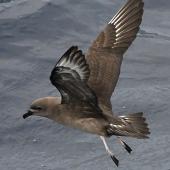 Kermadec petrel | Pia koia. Adult in flight (dark morph). Kermadec Islands, March 2021. Image &copy; Scott Brooks (ourspot) by Scott Brooks