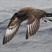 Kermadec petrel | Pia koia. Adult in flight (dark morph). Kermadec Islands, March 2021. Image &copy; Scott Brooks (ourspot) by Scott Brooks