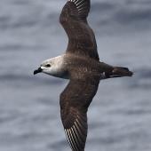 Kermadec petrel | Pia koia. Adult in flight showing diagnostic white primary shafts. Kermadec Islands, March 2021. Image &copy; Scott Brooks (ourspot) by Scott Brooks