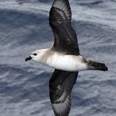 Kermadec petrel | Pia koia. Adult in flight (pale morph). Kermadec Islands, March 2021. Image &copy; Scott Brooks (ourspot) by Scott Brooks