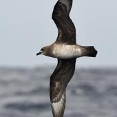 Kermadec petrel | Pia koia. Adult intermediate morph in flight. Kermadec Islands, March 2021. Image &copy; Scott Brooks (ourspot) by Scott Brooks