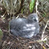 Kermadec petrel | Pia koia. Chick on the nest. Phillip Island, June 2017. Image &copy; Alan Tennyson by Alan Tennyson