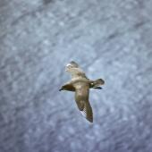 Kermadec petrel | Pia koia. Dorsal view of dark morph adult in flight, showing white wing 'flashes'. Macauley Island, Kermadec Islands, December 1988. Image &copy; Alan Tennyson by Alan Tennyson