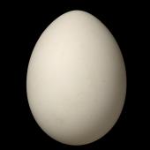 Kermadec petrel | Pia koia. Egg 65.3 x 48.4 mm (NMNZ OR.015857, collected by John Yaldwyn). Macauley Island, Kermadec Islands, November 1970. Image &copy; Te Papa by Jean-Claude Stahl