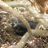 Kermadec petrel. Adult intermediate morph on nest, facing forward. Phillip Island, Norfolk Island, December 2008. Image &copy; Koos Baars by Koos Baars