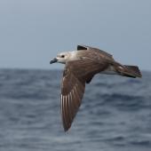 Kermadec petrel. Pale morph, adult, in flight. At sea off Wollongong, New South Wales, Australia, March 2008. Image &copy; Brook Whylie by Brook Whylie www.sossa-international.org