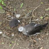 Kermadec petrel | Pia koia. Pale morph adult and chick in nest. Raoul Island, Kermadec Islands. Image &copy; Gareth Rapley by Gareth Rapley
